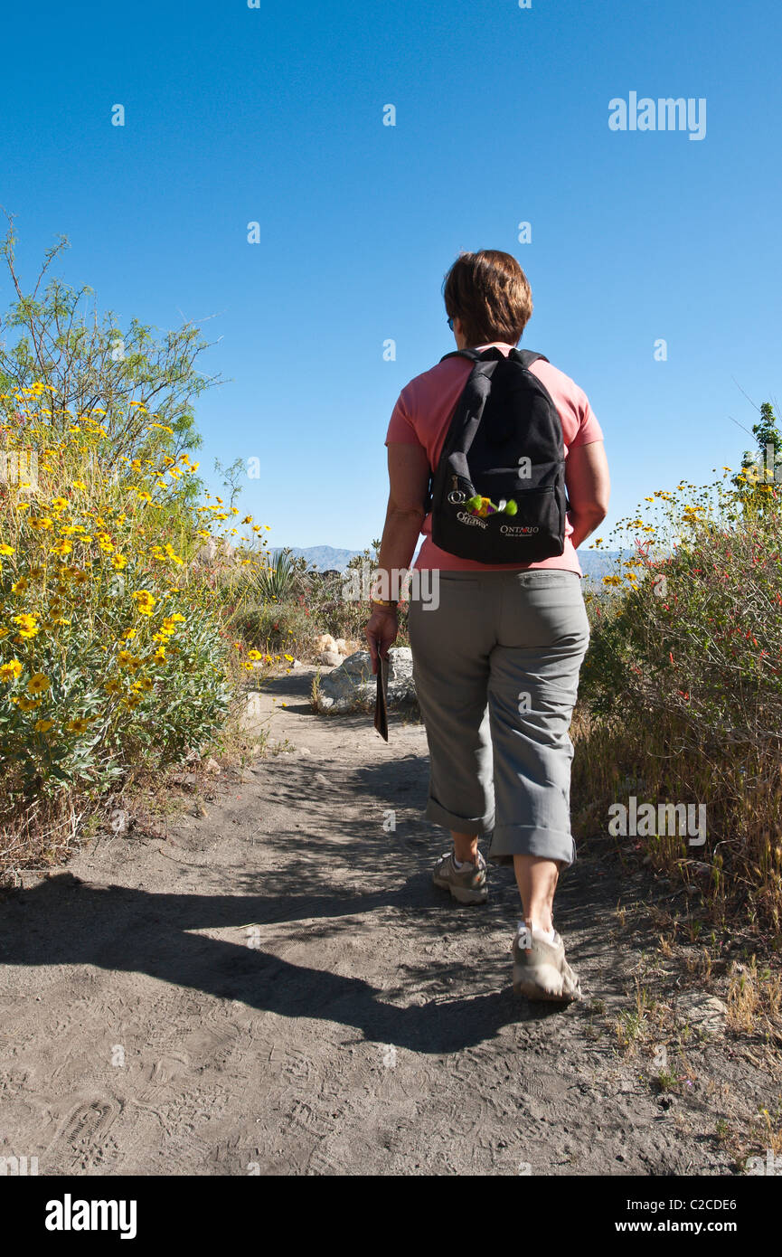 Palm Springs, Kalifornien. Wandern durch Brittlebush (Encelia Farinosa), im Tahquitz Canyon. (MR) Stockfoto