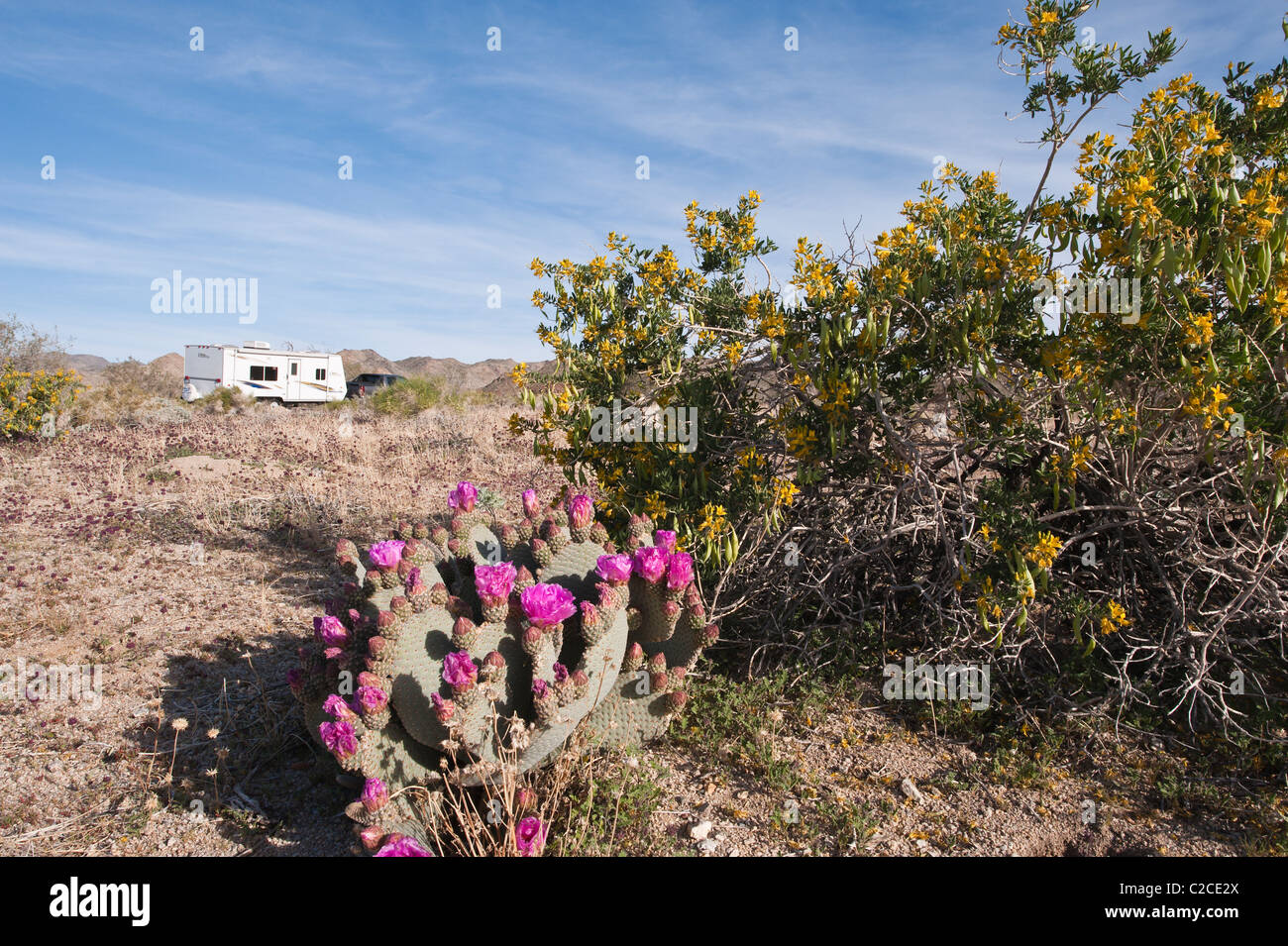 Kalifornien. Beavertail Kaktus (Opuntia Basilaris), Joshua Tree Nationalpark. Stockfoto