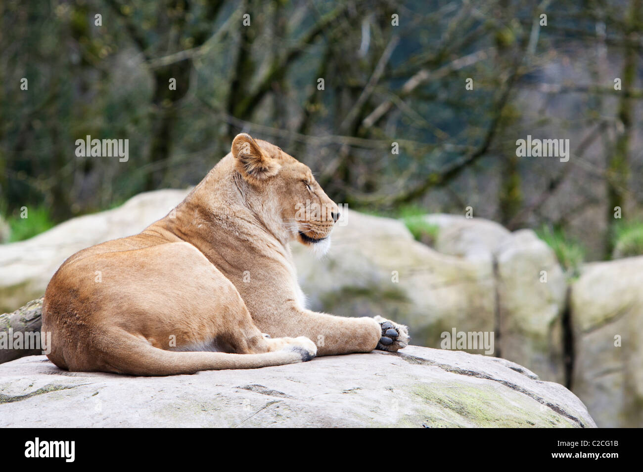 Eine Löwin (Panthera Leo) im Zoo von Oregon in Portland, OR, USA. Stockfoto