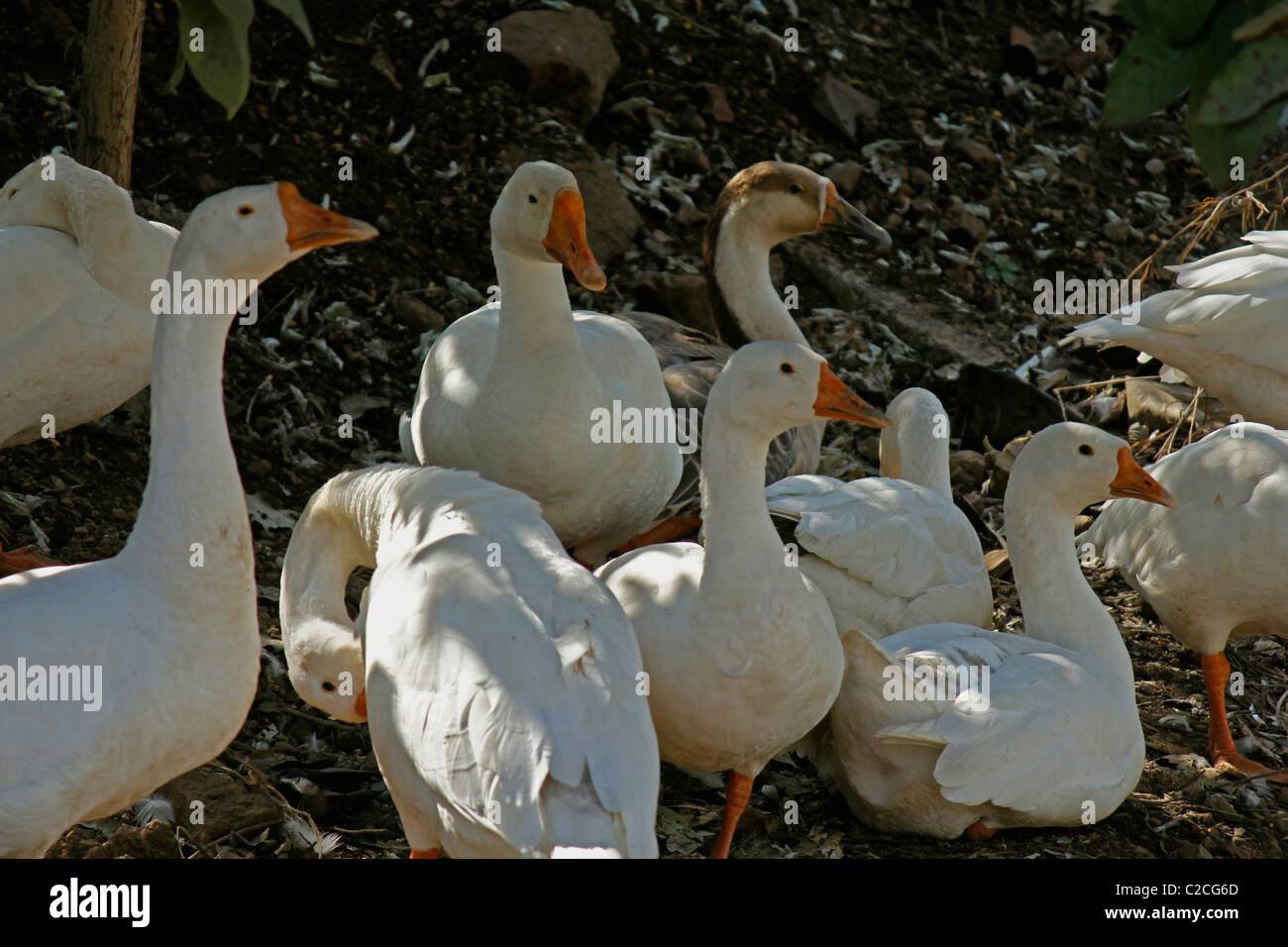 Hausenten, Anas Platyrhynchos f Domestica in der Nähe von einem Teich, Pune, Maharashtra, Indien Stockfoto