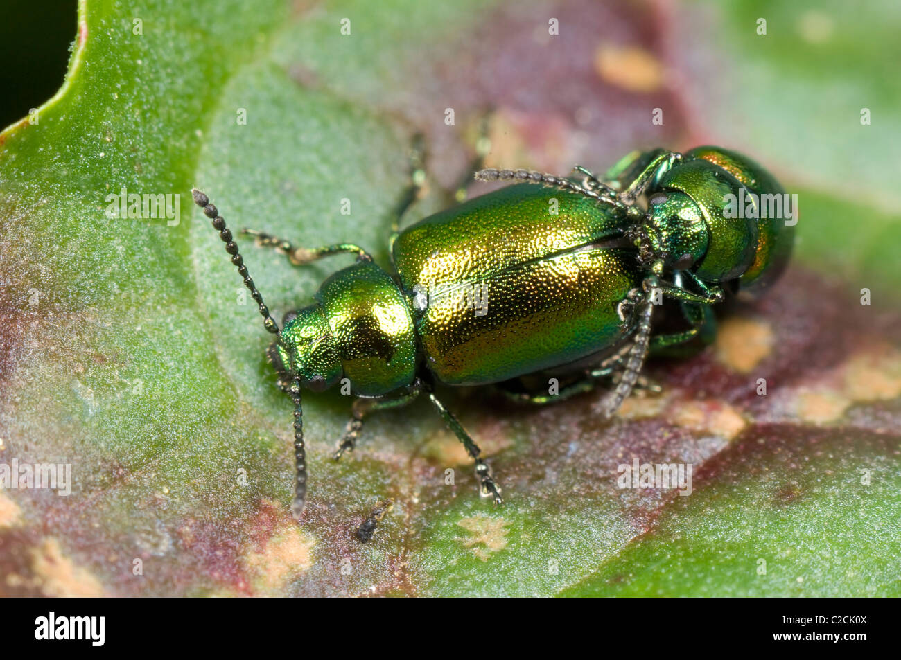 Getreidehähnchen (Gastrophysa Viridula), Frankreich Stockfoto