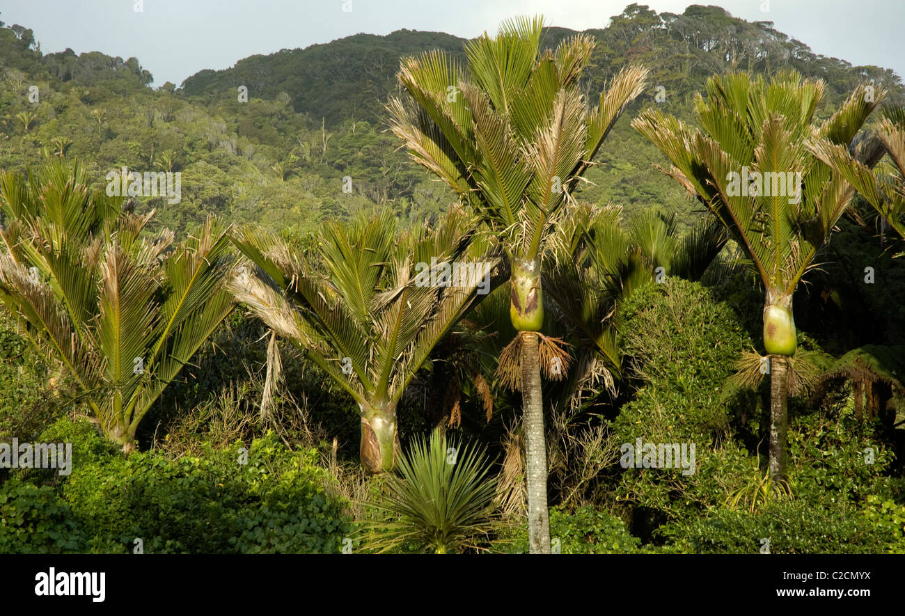 Pancake Rocks, Punakaiki, Paparoa National Park, West Coast, Südinsel, Neuseeland Stockfoto