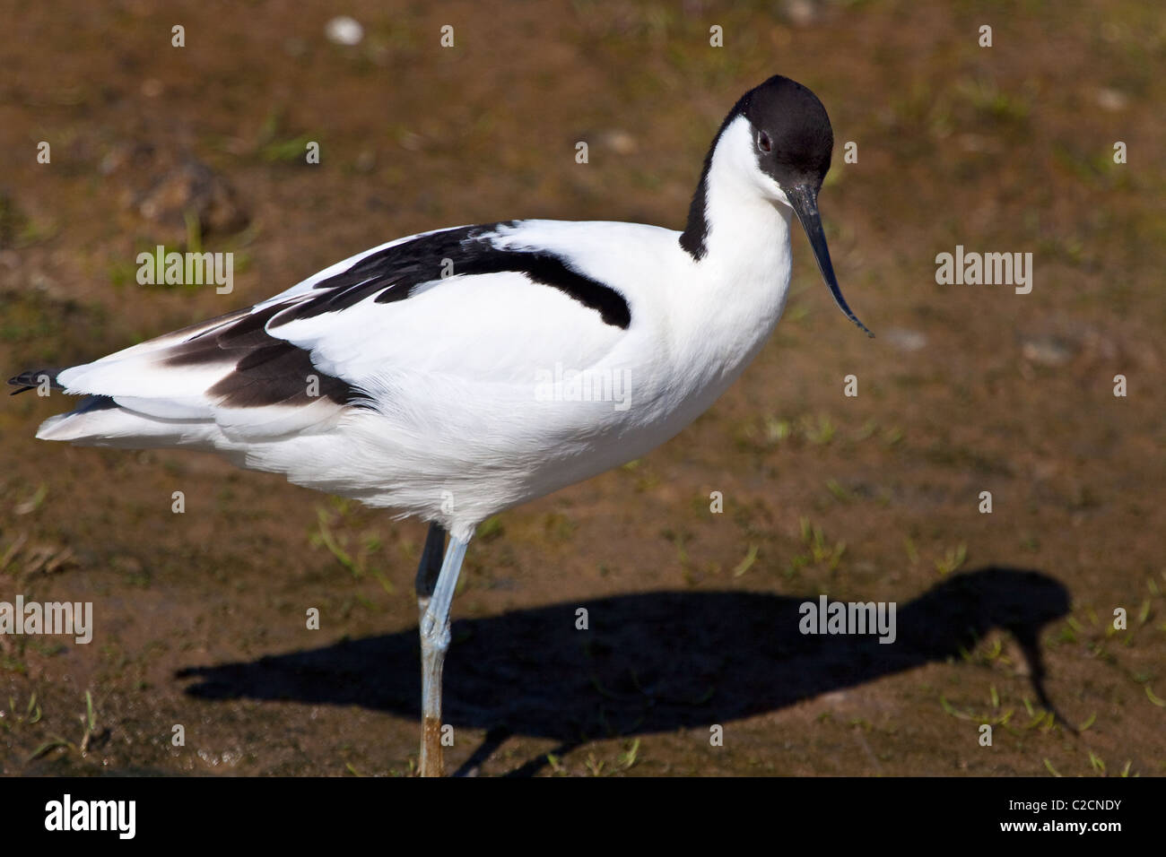 Säbelschnäbler im Frühjahr Stockfoto