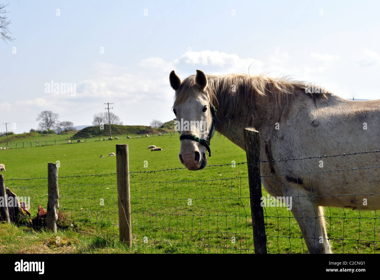 graues Pferd Stockfoto