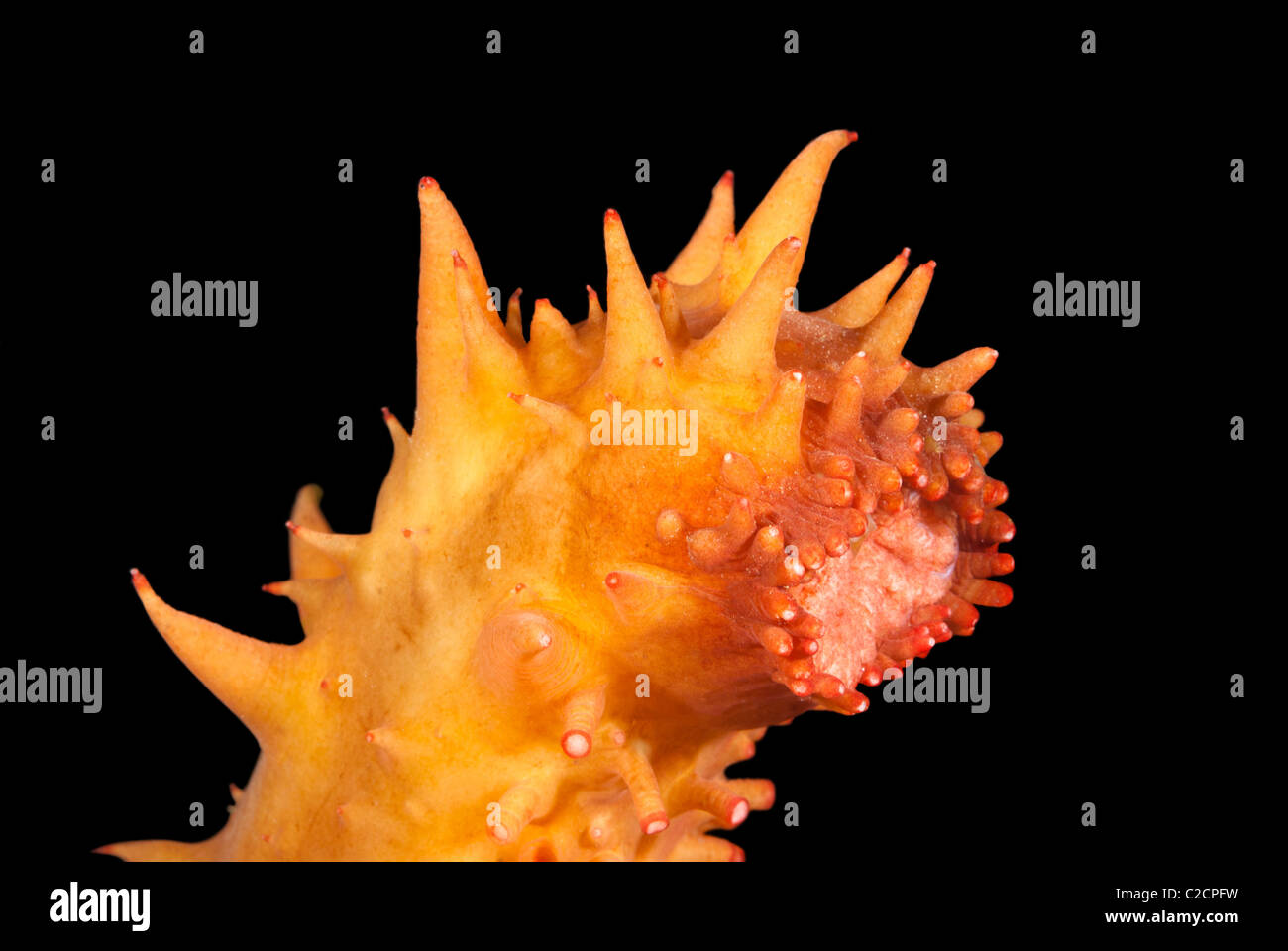 Ein ungewöhnliches Bild von einer Fütterung Seegurke aus der kalifornischen Küste Stockfoto