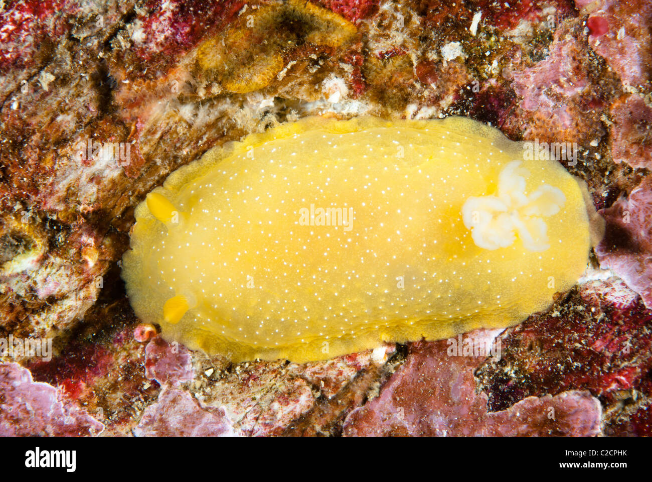 Eine gelbe Aeolid Nacktschnecken kriecht über eine blaue Felsoberfläche auf einem Riff in Kalifornien. Stockfoto