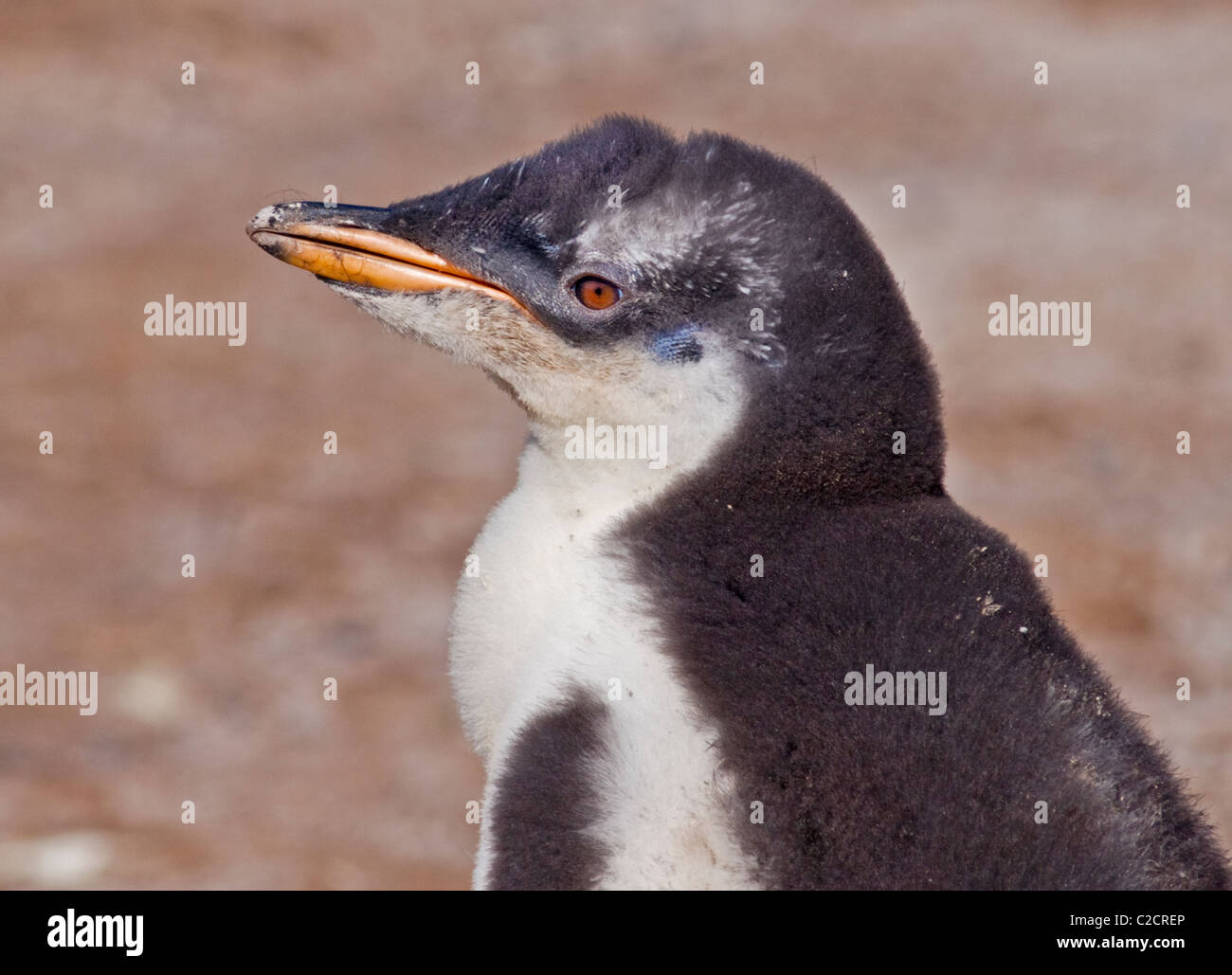 Gentoo Penguin (Pygoscelis Papua) Küken, Saunders Island, Falkland Stockfoto