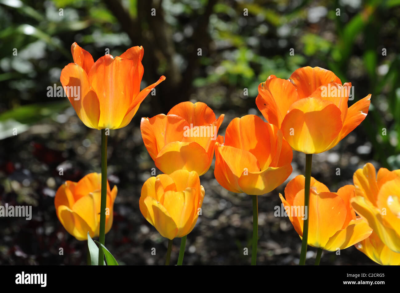 Tulpe "Daydream" in Blüte Uk Stockfoto