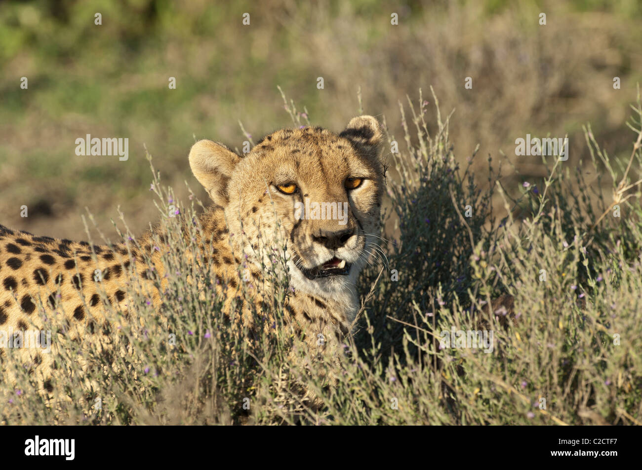 Stock Foto von einem Geparden auf der kurzen Grasebenen des Serengeti-Ökosystems zu sitzen. Stockfoto