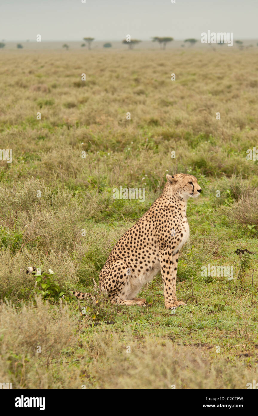 Stock Foto von einem Geparden auf der kurzen Grasebenen des Serengeti-Ökosystems zu sitzen. Stockfoto