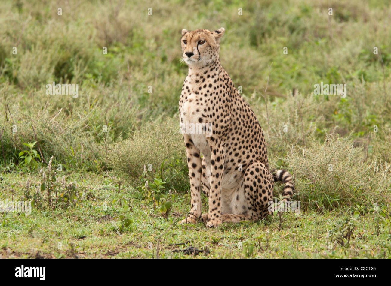 Stock Foto von einem Geparden auf der kurzen Grasebenen des Serengeti-Ökosystems zu sitzen. Stockfoto