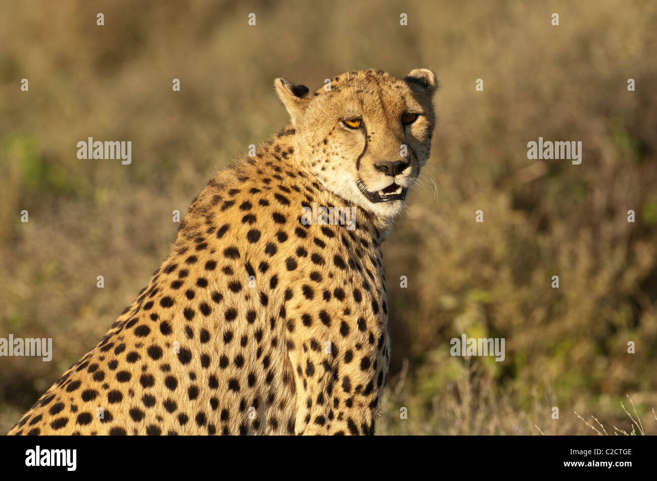 Stock Foto von einem Geparden auf der kurzen Grasebenen des Serengeti-Ökosystems zu sitzen. Stockfoto
