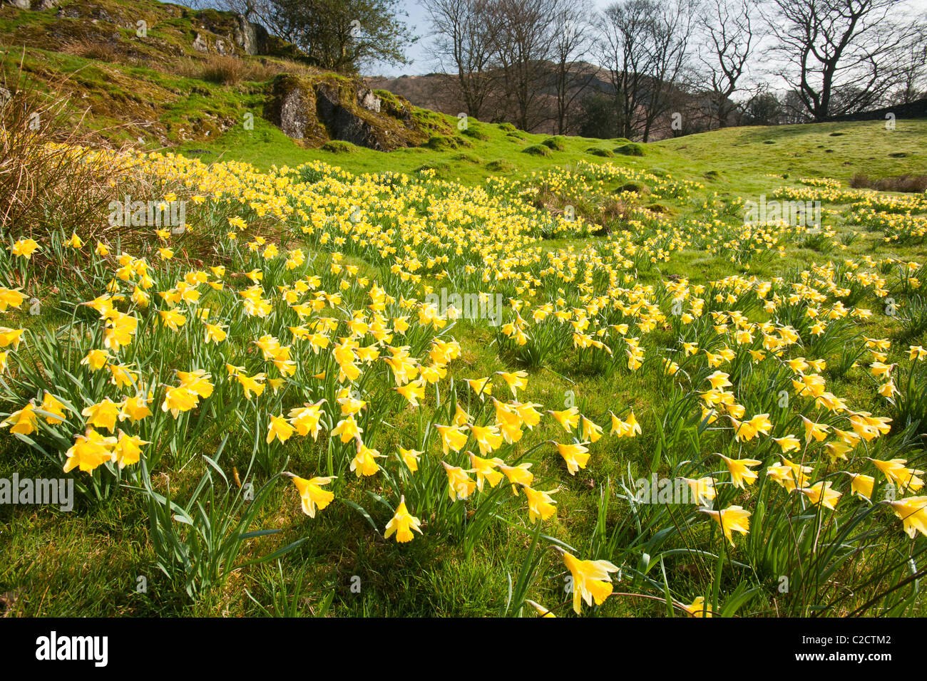 Wilde Narzissen (Narcissus Pseudonarcissus) wächst in der Nähe von Loughrigg Tarn, Ambleside, Lake District, Großbritannien. Stockfoto