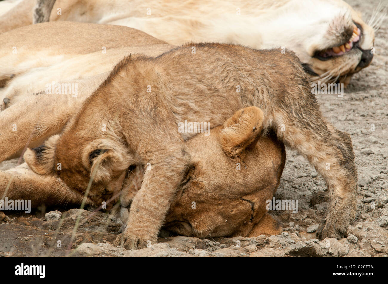 Stock Foto von ein Löwenjunges auf seine Mutter Kopf springen. Stockfoto