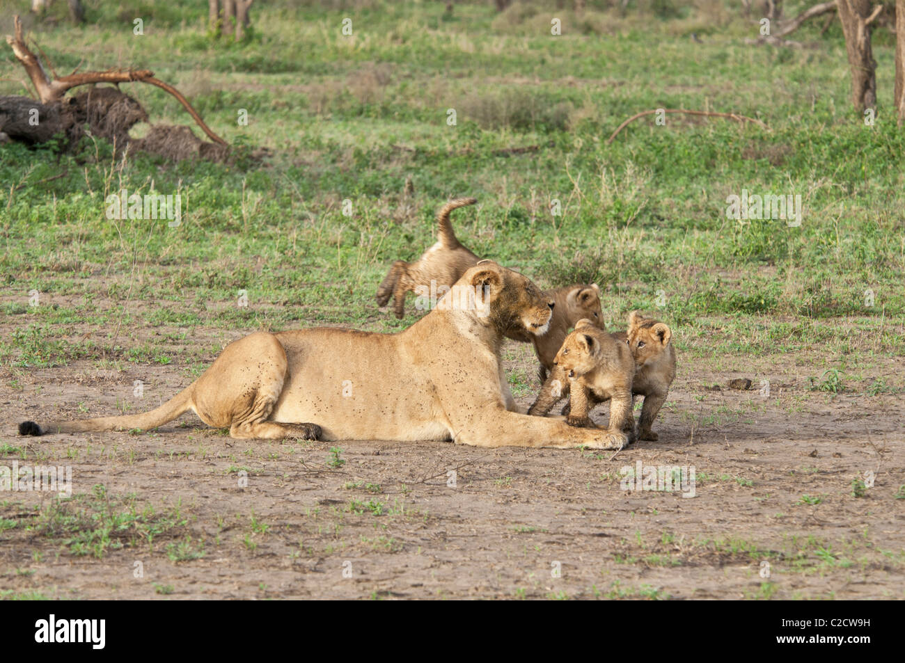 Stock Foto von drei Löwenbabys, die mit ihrer Mutter spielen. Stockfoto