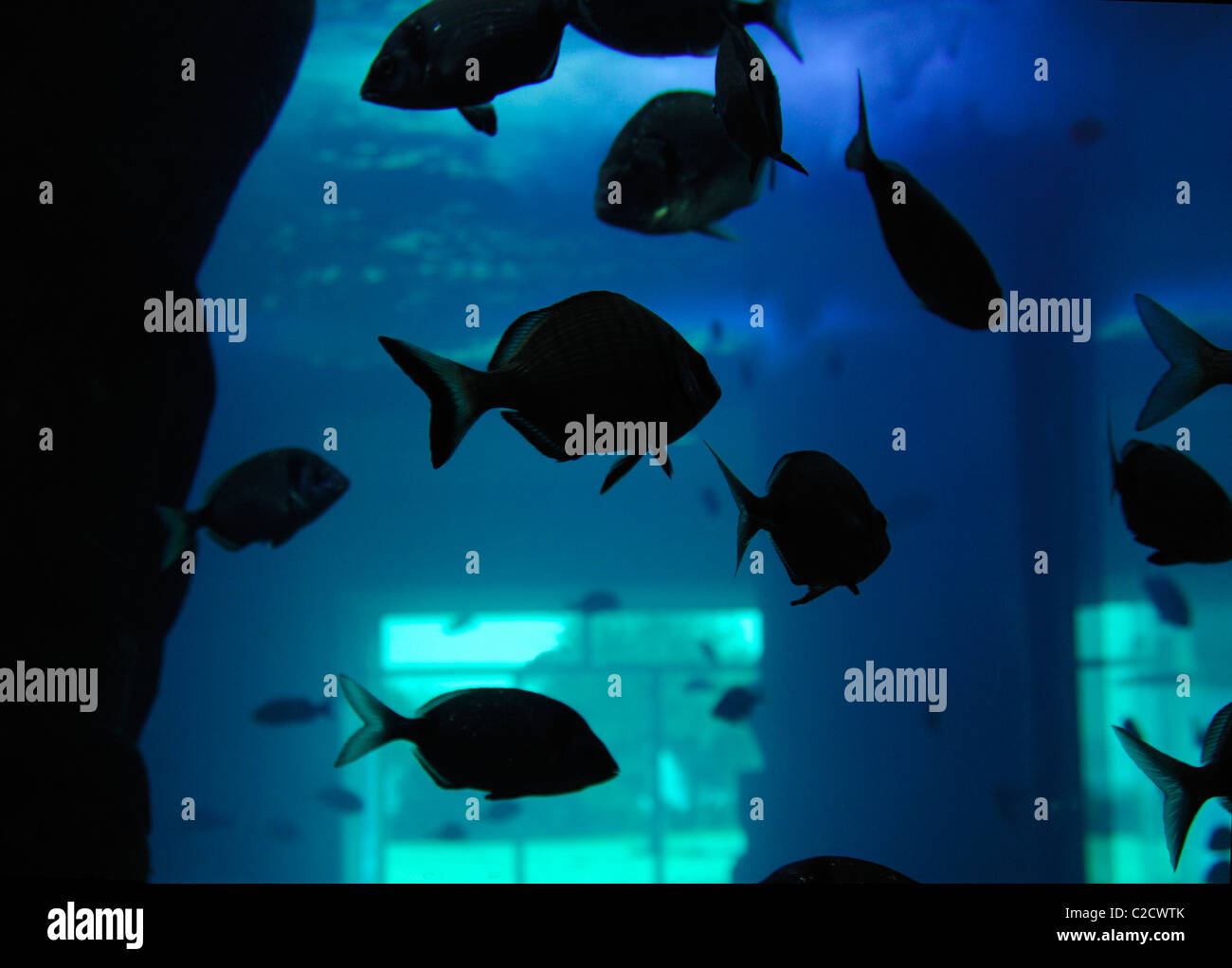 Fische in das blaue Wasser der Cala Gonone Aquarium, Dorgali, Sardinien, Italien Stockfoto