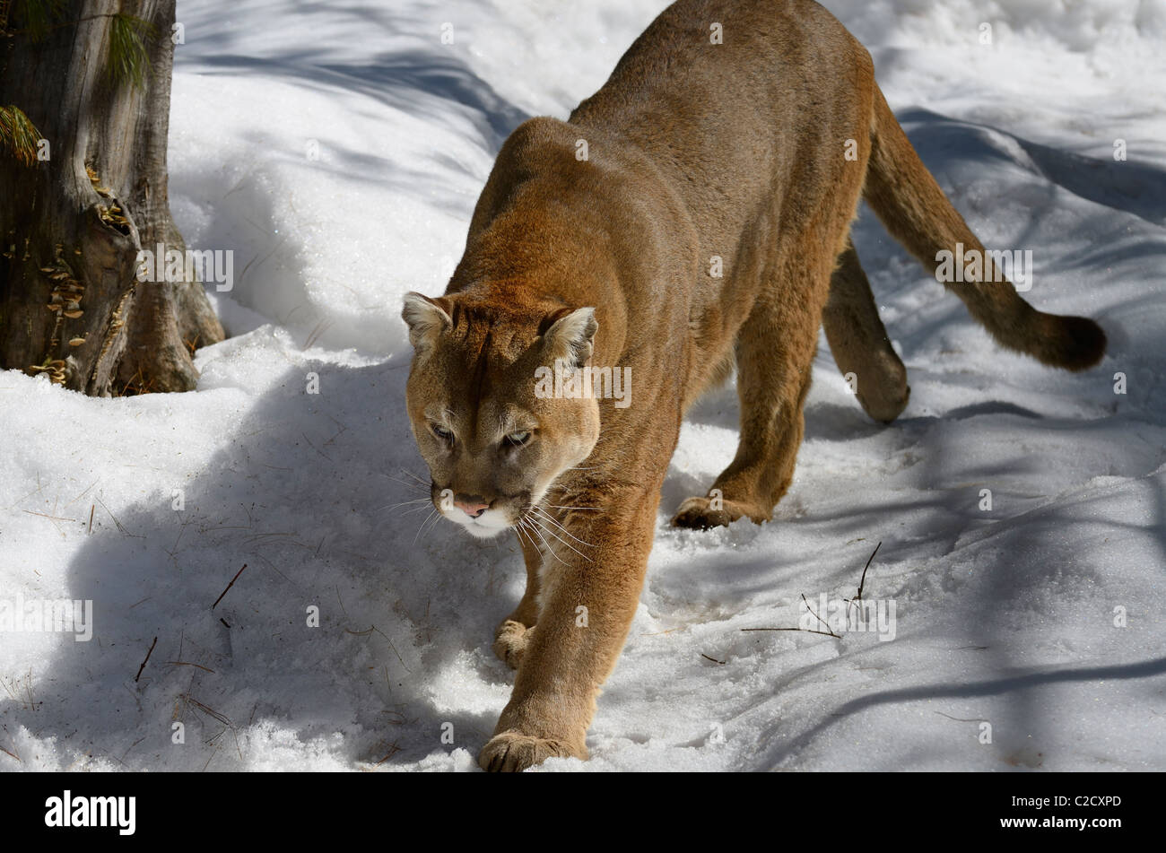 Cougar gehen auf einem verschneiten Wald Trail im Winter Muskoka Ontario Stockfoto