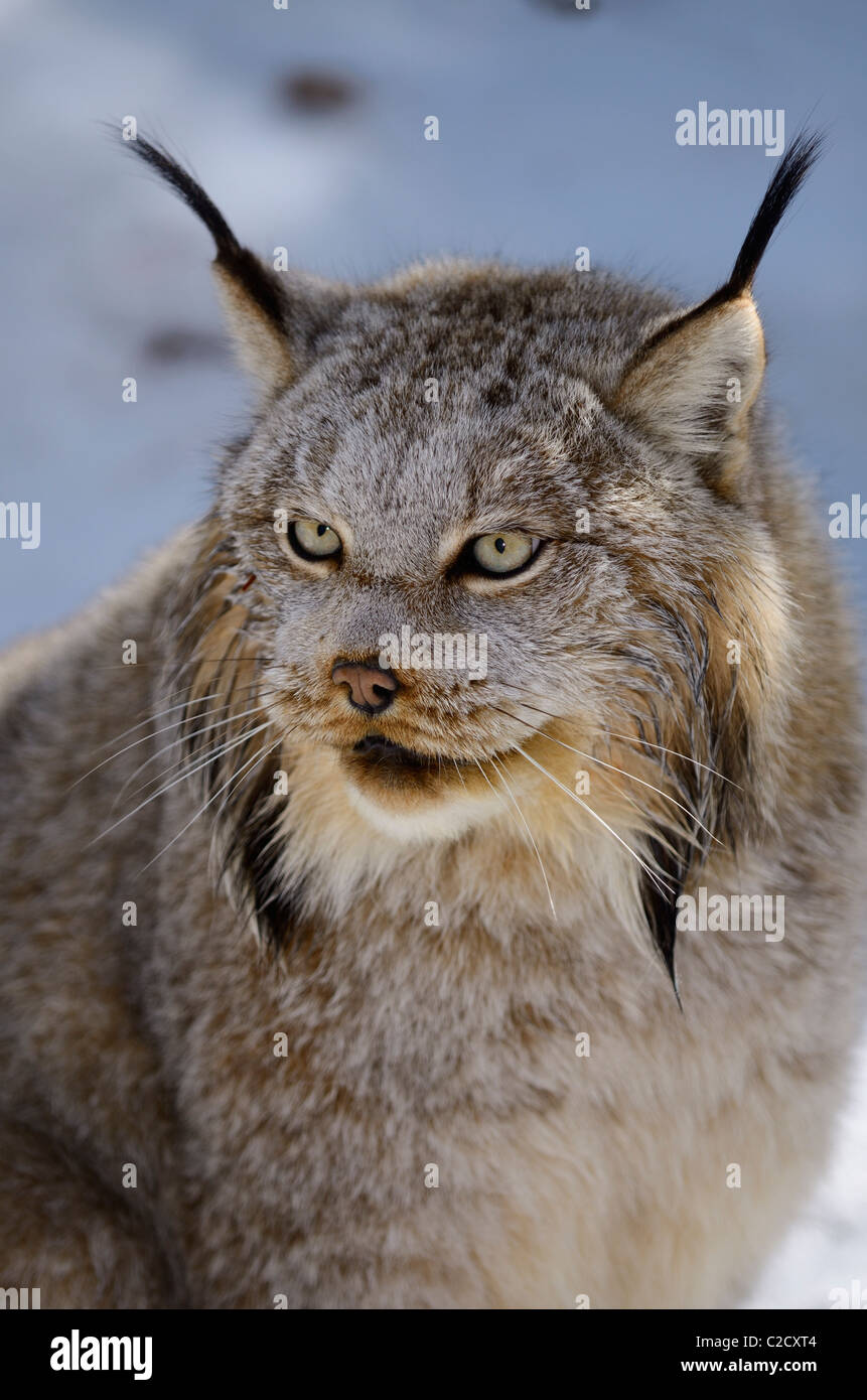 Antlitz des weiblichen Kanada Luchs im Schatten des Schnees bedeckt Winterwald Muskoka nördlichen Ontario Stockfoto