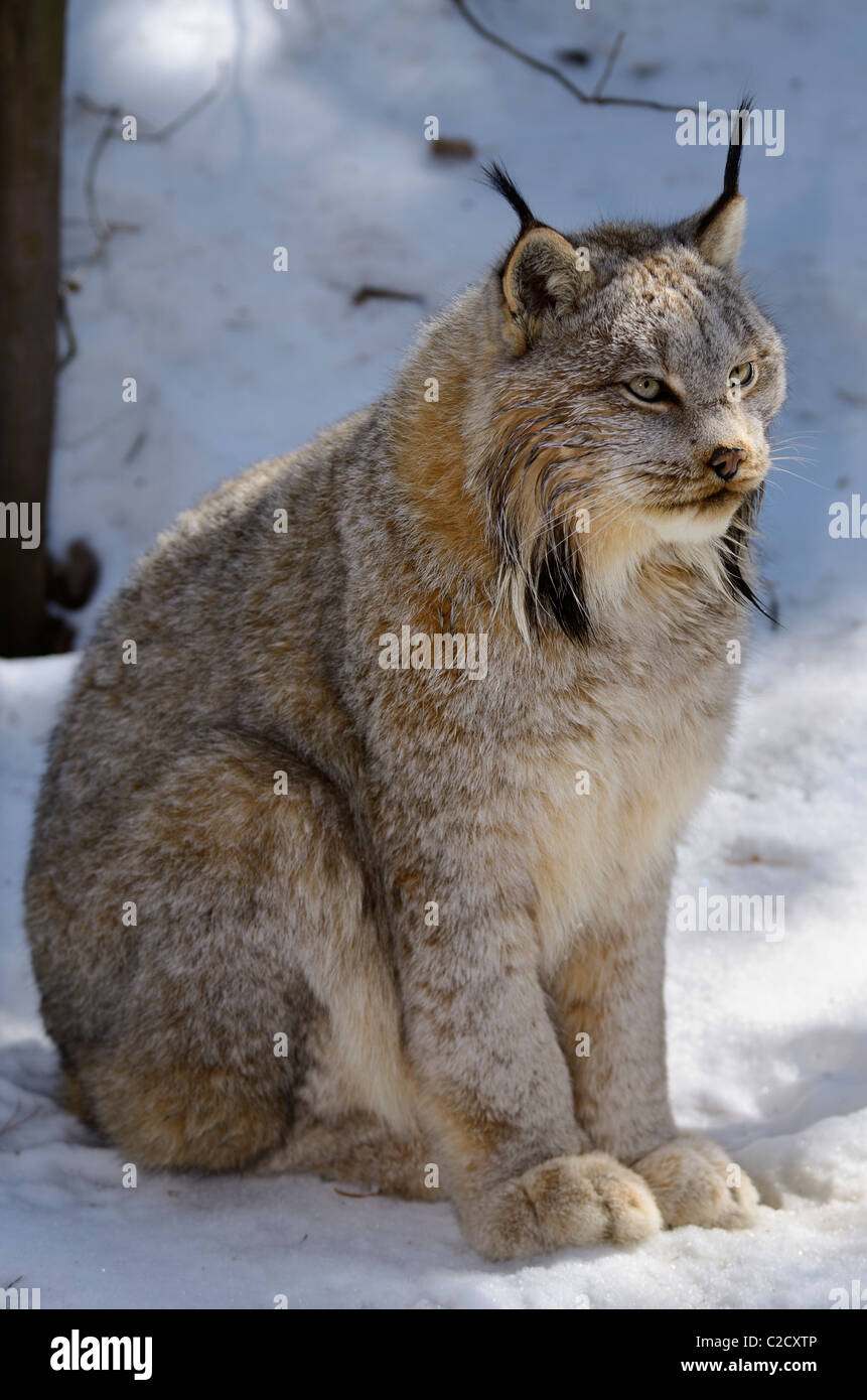 Porträt einer Kanada Luchs wilde Katze sitzt im Schnee bedeckt Winterwald Muskoka nördlichen Ontario Stockfoto