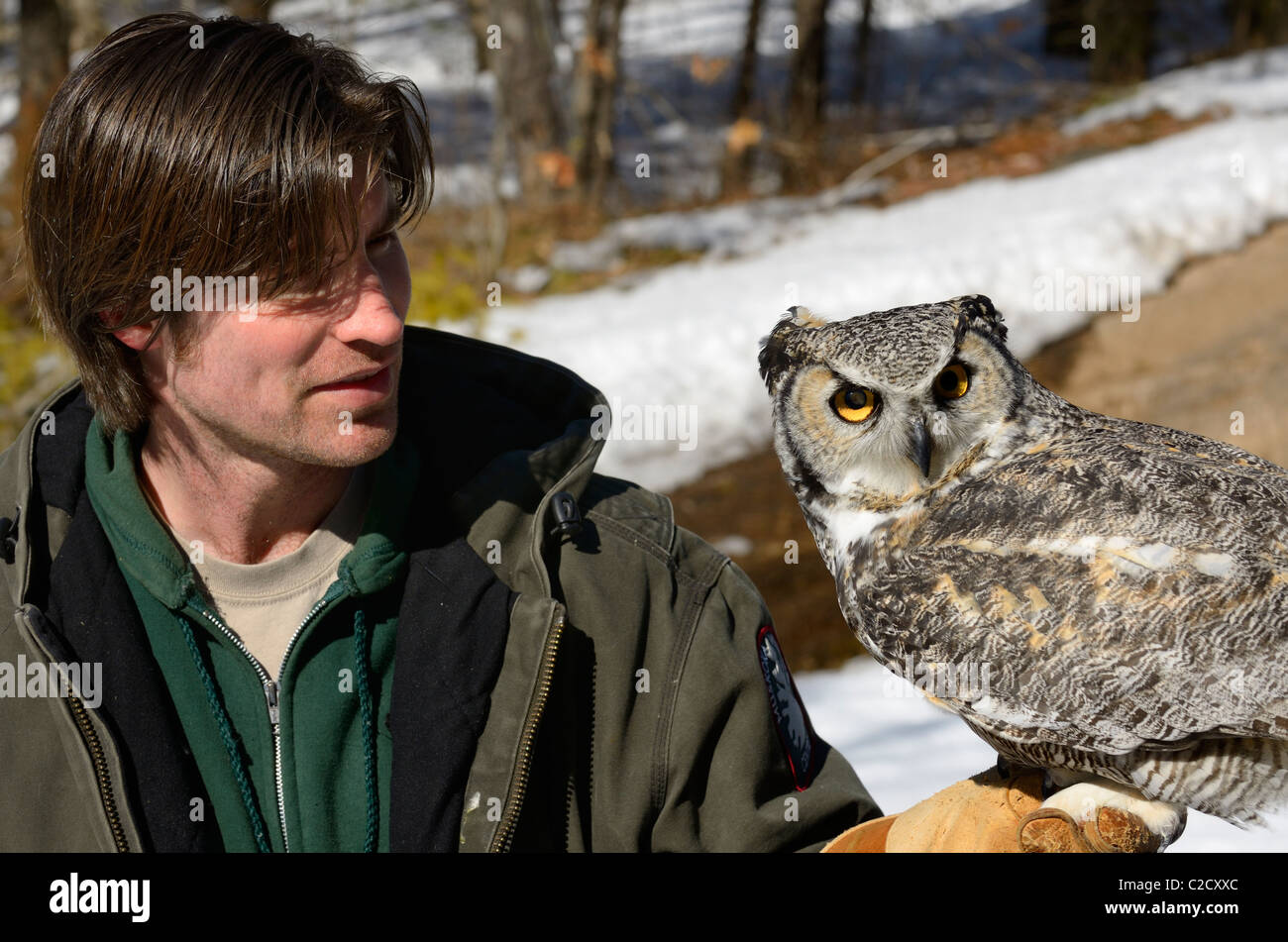 Leiter der Muskoka Wildlife Center, der eine große gehörnte Eule namens Dr. Hoo mit Schnee im Frühling Stockfoto