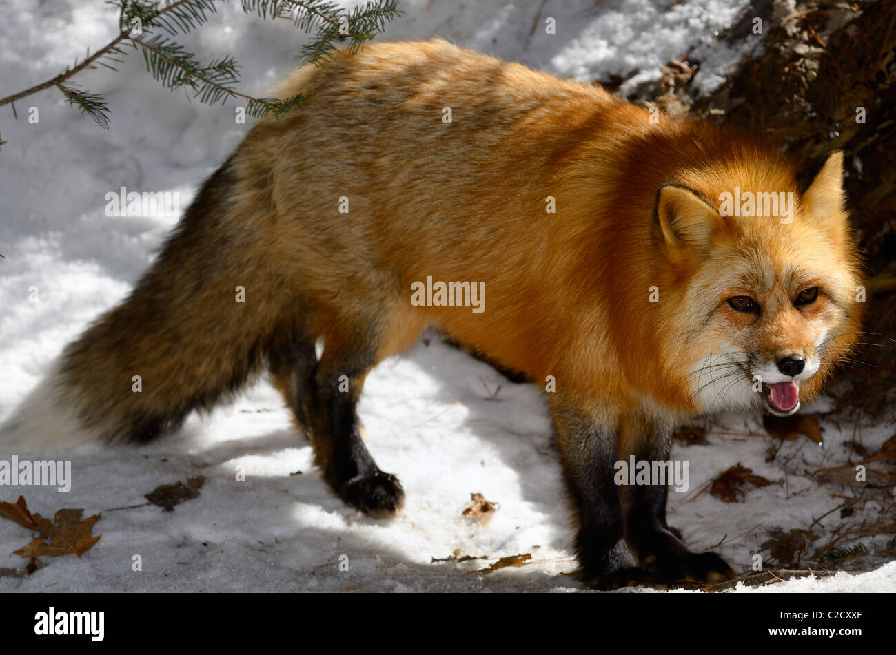 Keuchend Rotfuchs in Sonne Wandern in einem verschneiten Wald im Frühjahr Muskoka nördlichen Ontario Stockfoto