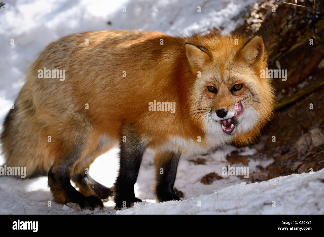 Red fox Reinigung und leckte seinen Mund in einem verschneiten Wald im Frühjahr Muskoka Ontario Stockfoto