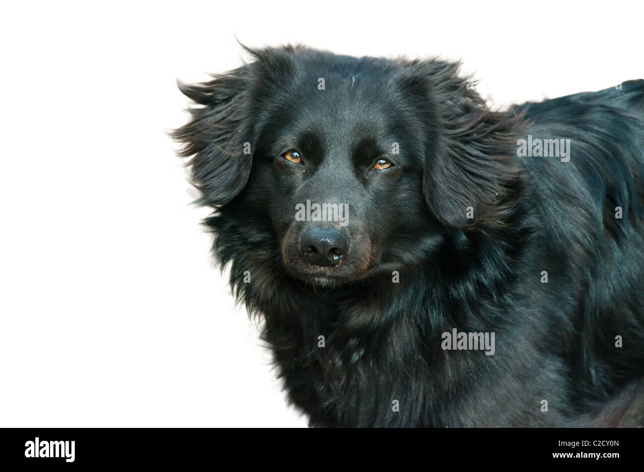 Hund einsam liebliches Gesicht Doggy Vorderansicht Stockfoto