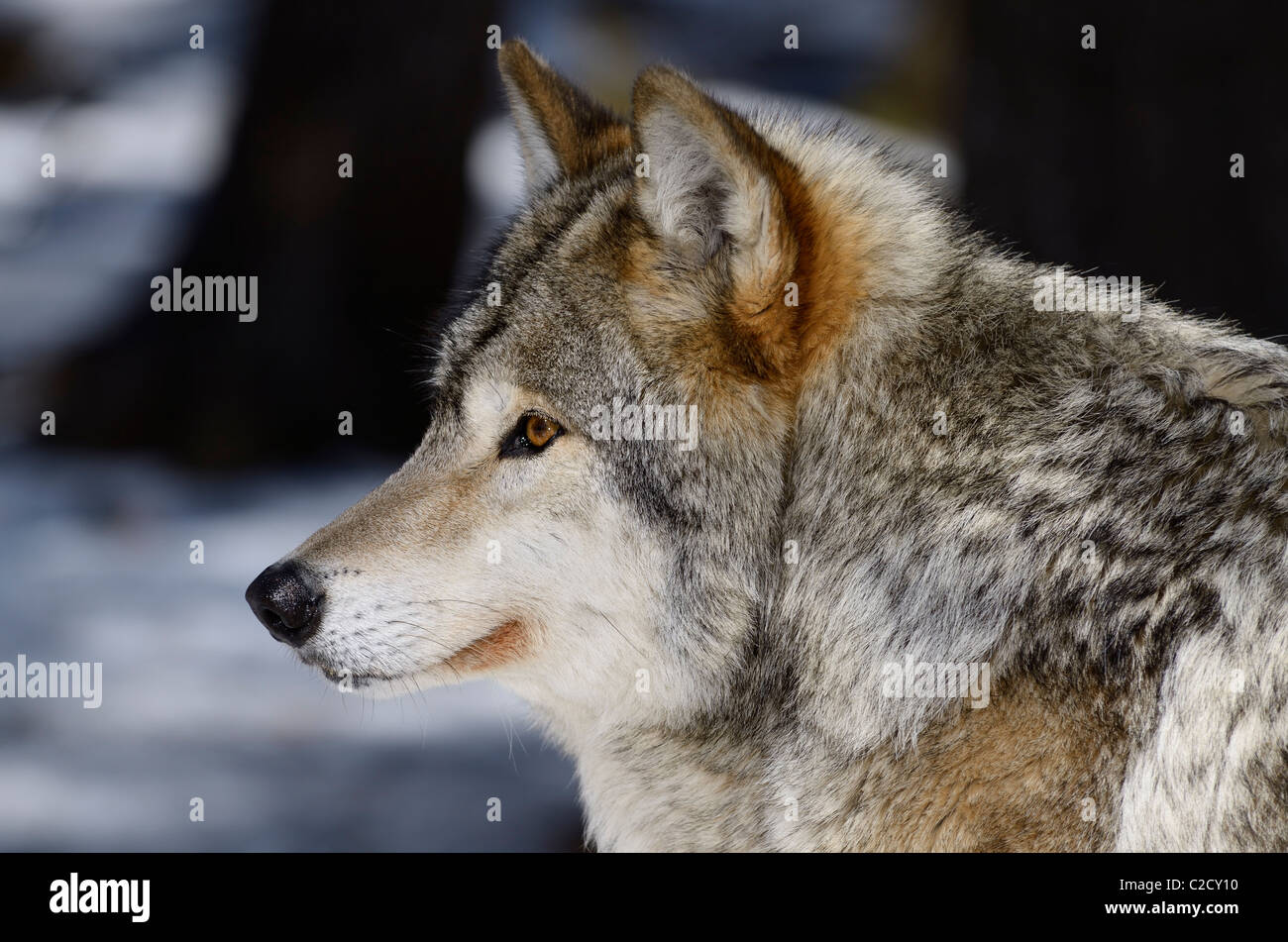 Nahaufnahme Gesichtsprofil eines männlichen Gray Wolf oder Timber Wolf Canis Lupus in der Sonne an einem Muskoka nördlichen Ontario Wald mit Schnee im Frühling Stockfoto