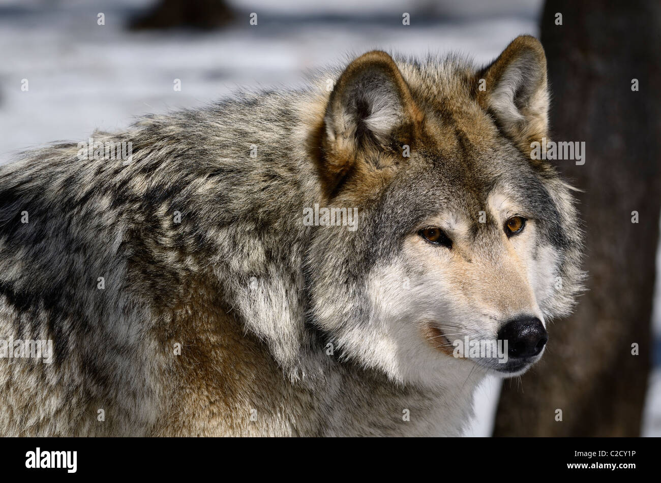 Nahaufnahme Gesicht eines männlichen Gray Wolf oder Timber Wolf Canis Lupus in der Sonne an einem Muskoka nördlichen Ontario Wald mit Schnee im Frühling Stockfoto