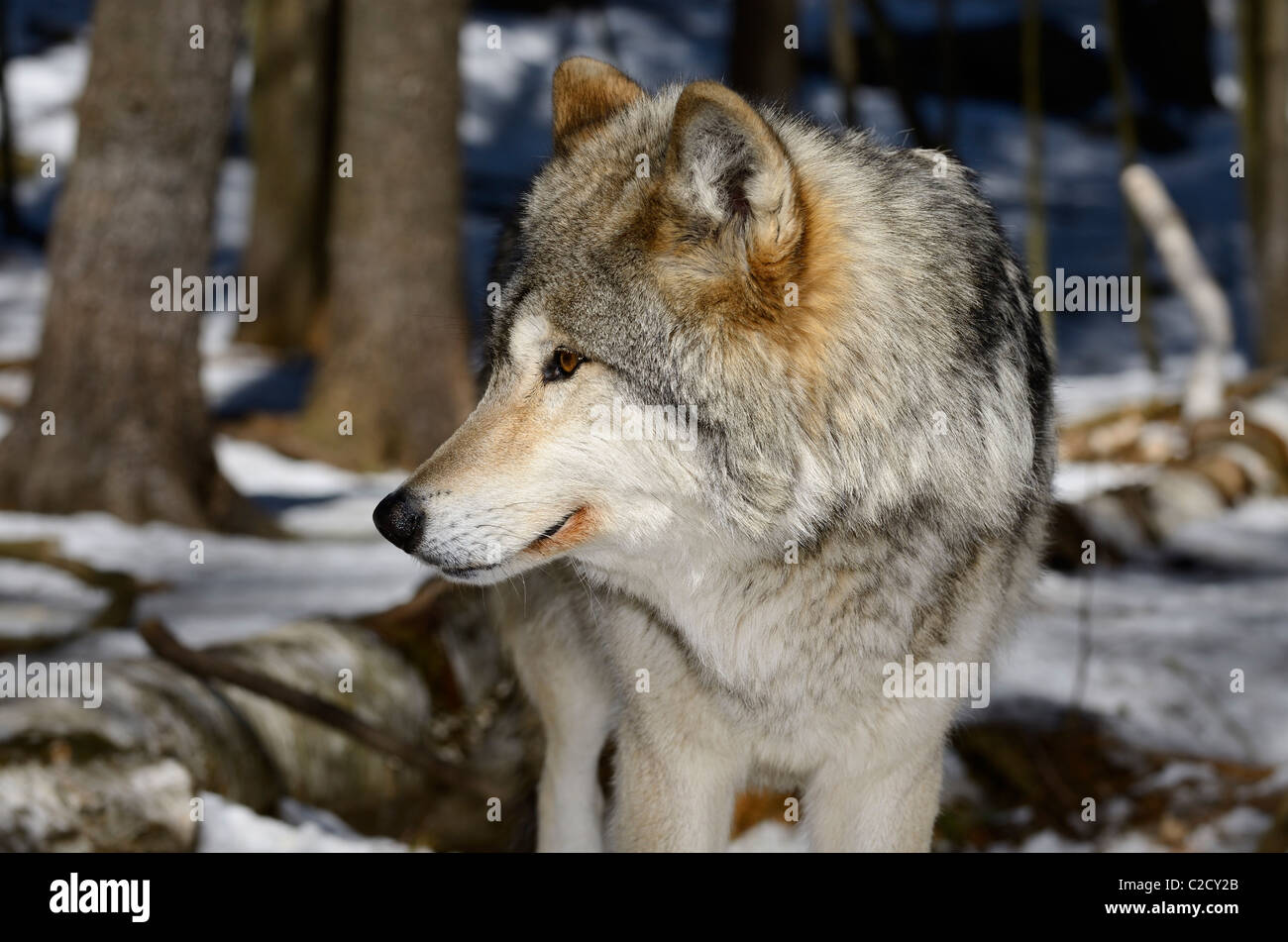 Nahaufnahme einer männlichen grauer Wolf oder Timber Wolf Canis Lupus Fläche in einem sonnigen Muskoka nördlichen Ontario Wald mit Schnee im Frühling Stockfoto