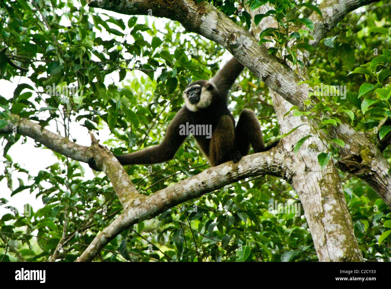 Agile Gibbon (männlich) sitzt im Baum, Borneo, Indonesien Stockfoto