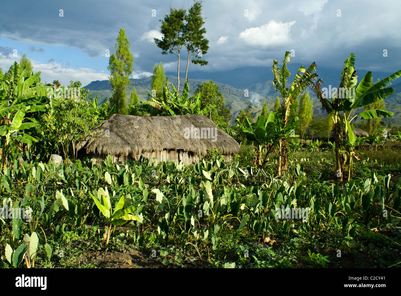 Lani strohgedeckten Hütte und Kulturpflanzen, Baliem Tal, Papua, Indonesien Stockfoto