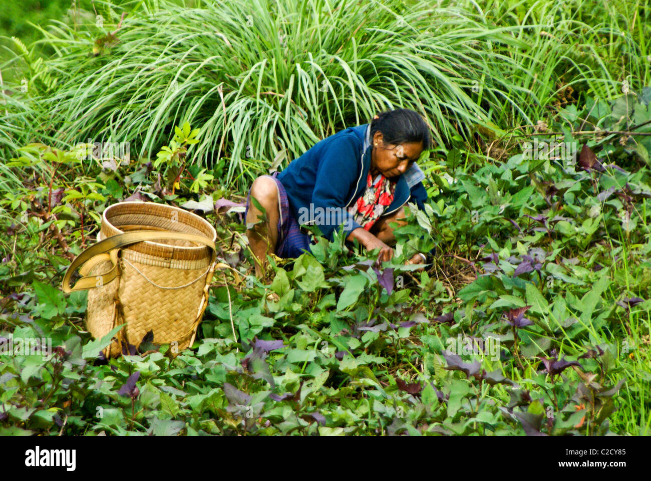 Frau arbeitet im Feld, Tana Toraja, Süd-Sulawesi, Indonesien Stockfoto