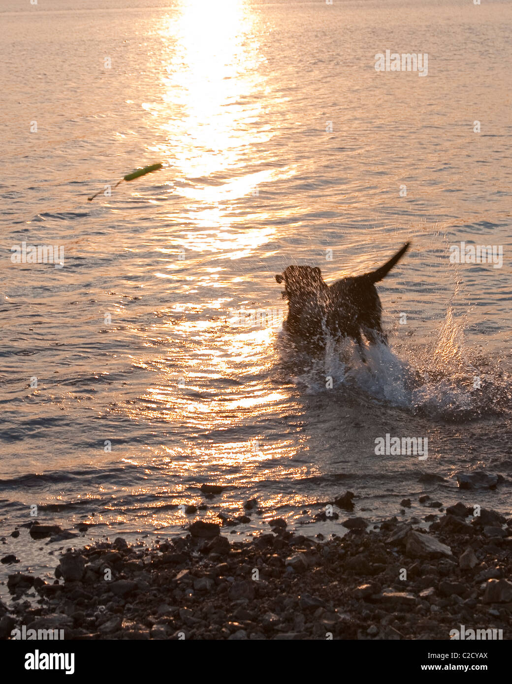 Ein schwarzer Labrador-Retriever geht, nachdem es hat Steinbruch Stockfoto
