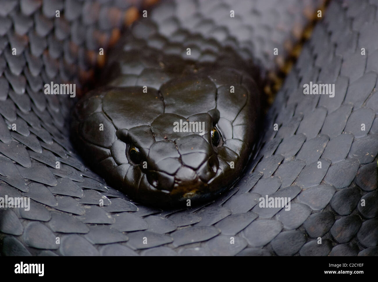 Tiger Snake (Notechis Scutatus) Nahaufnahme des Kopfes (Querformat) Stockfoto