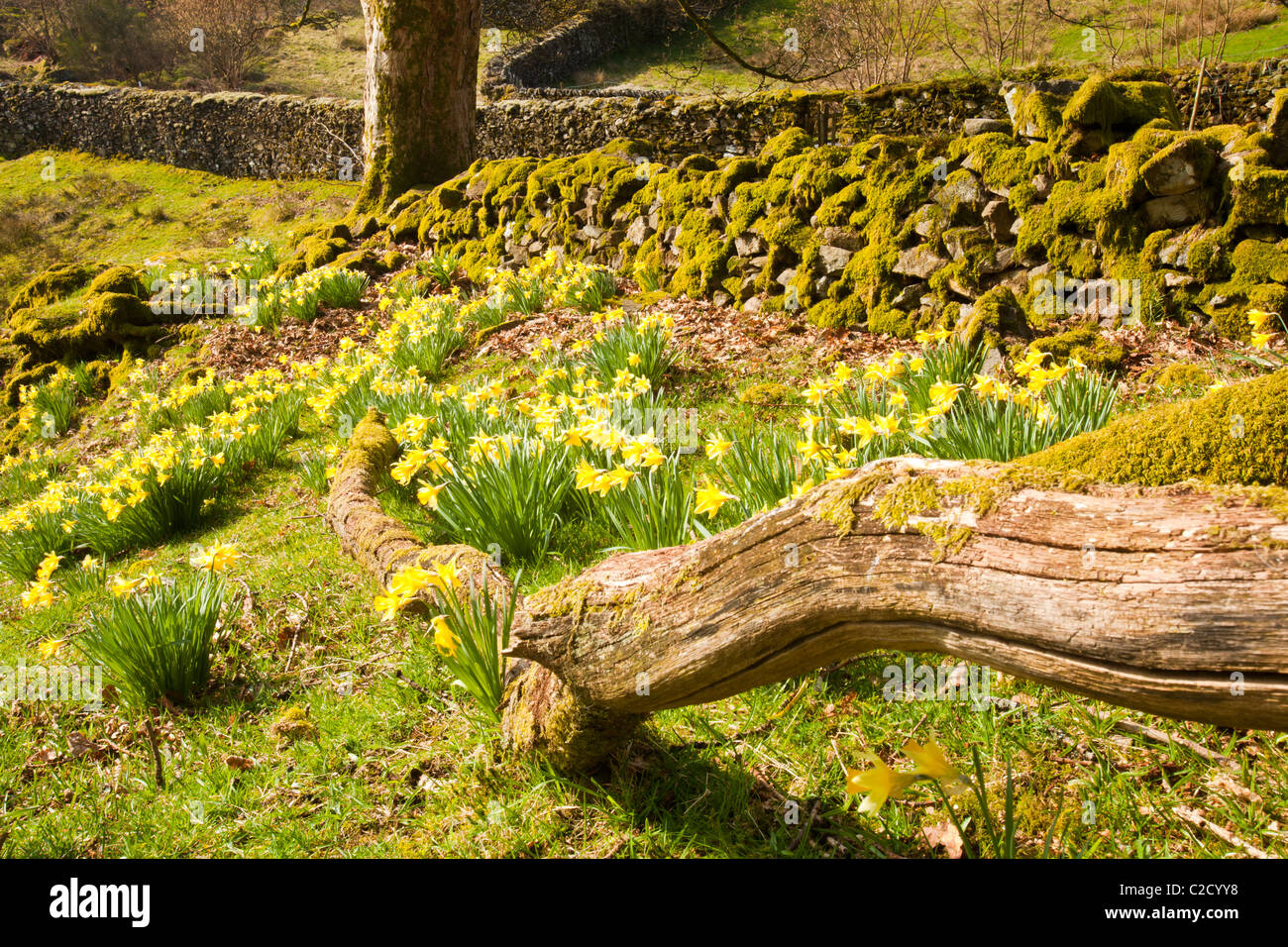 Wilde Narzissen (Narcissus Pseudonarcissus) wächst in der Nähe von Loughrigg Tarn, Ambleside, Lake District, Großbritannien. Stockfoto