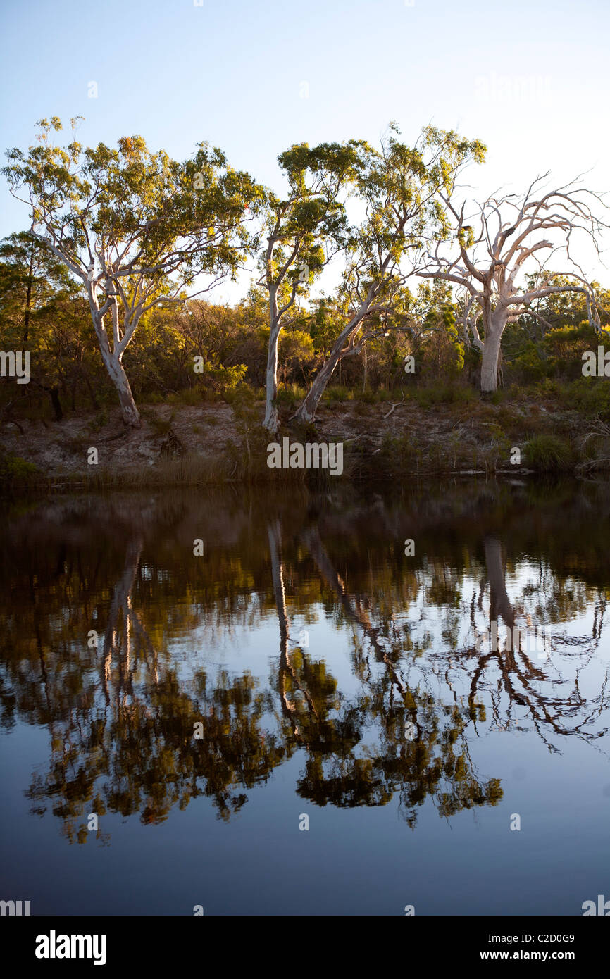 Windstille am Noosa River Stockfoto