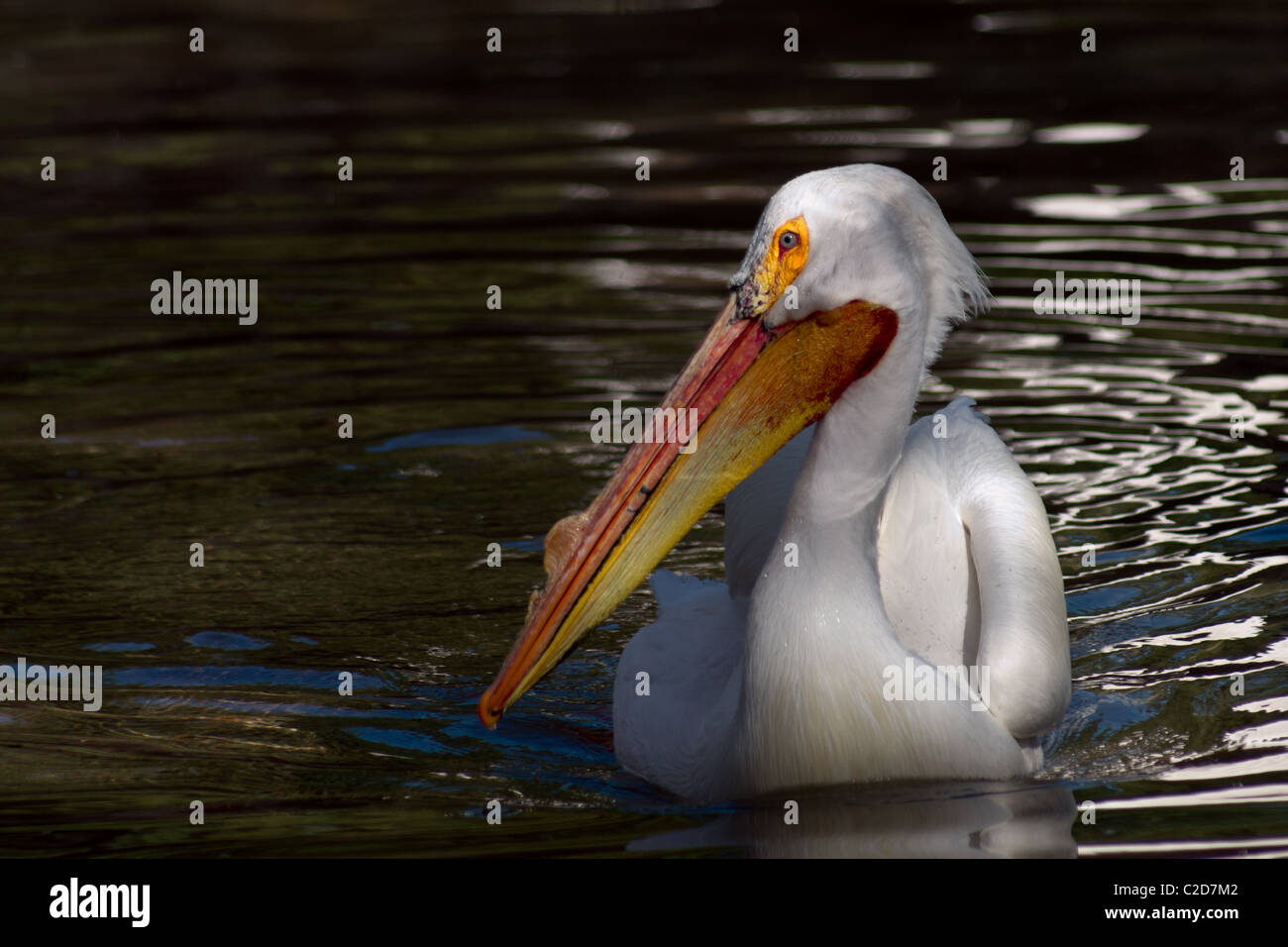 Weißer Pelikan schwimmen in Barr Lake, Denver, CO Stockfoto