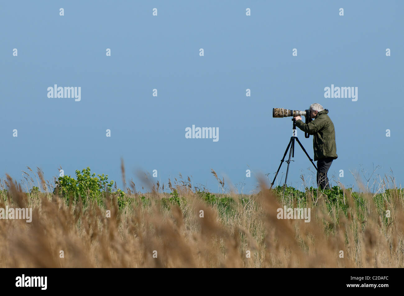 Tiere, Natur, Vogelfotograf, Cley, North Norfolk, england Stockfoto