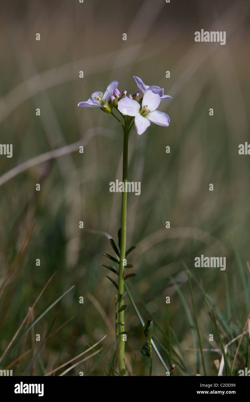 Kuckuck Blume (Cardamine Pratensis Brassicaceae) wachsen auf der Somerset Ebene zwischen Westhay und Mudgley Stockfoto