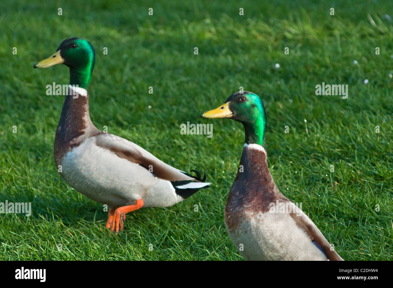 Zwei lustige Enten (Anas Platyrhynchos). Stockfoto