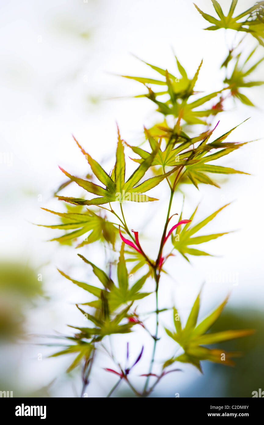Neue frische Frühlingsluft Blätter von Acer Japonica - japanische Ahorn Stockfoto