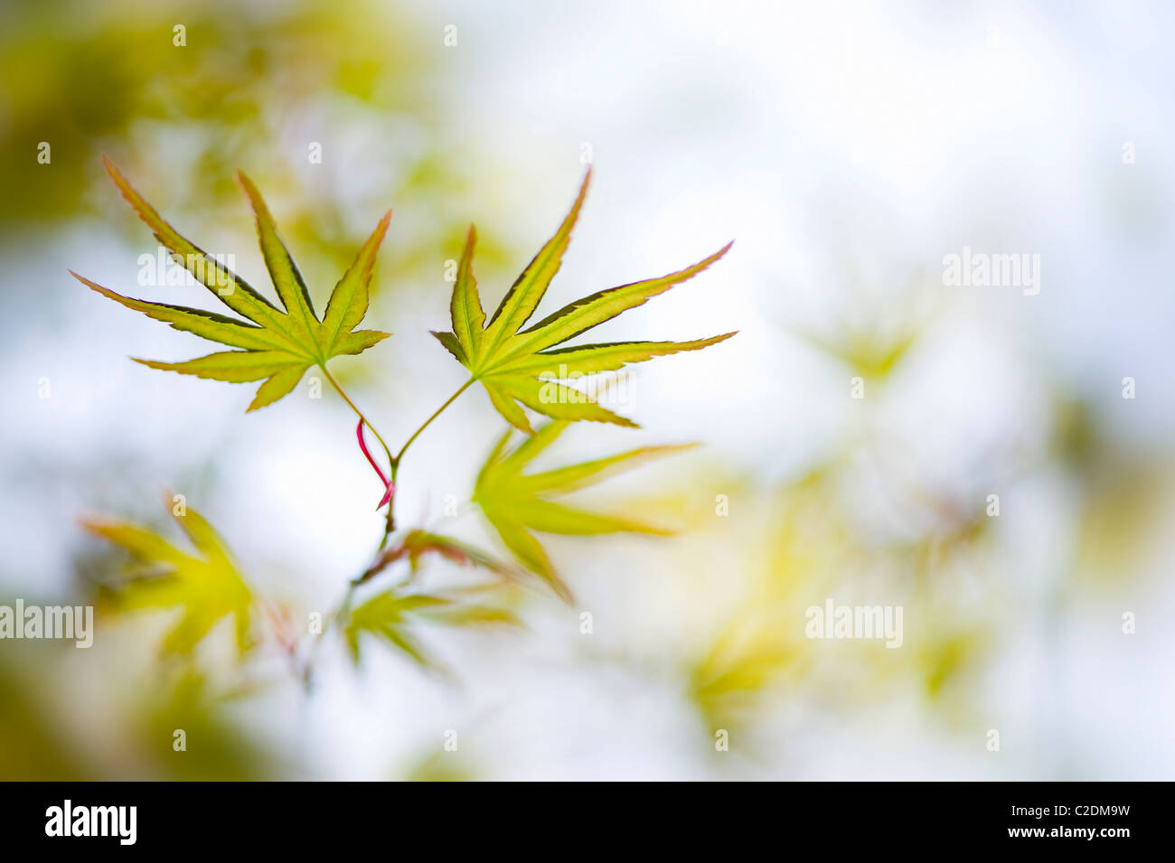 Neue frische Frühlingsluft Blätter von Acer Japonica - japanische Ahorn Stockfoto