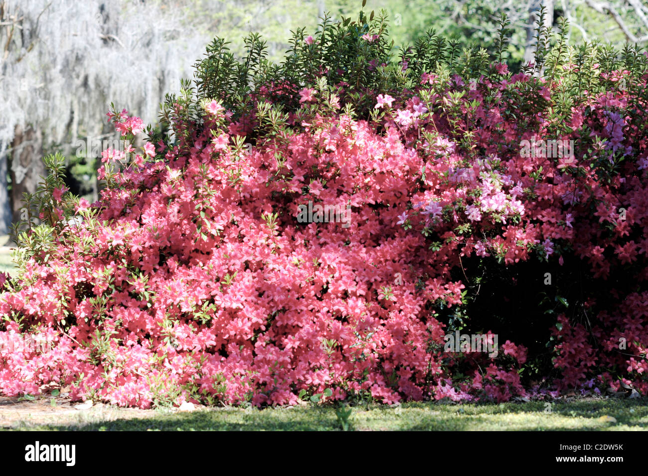 Rote und Rosa Azaleen Moos Hintergrund Baum Stockfoto