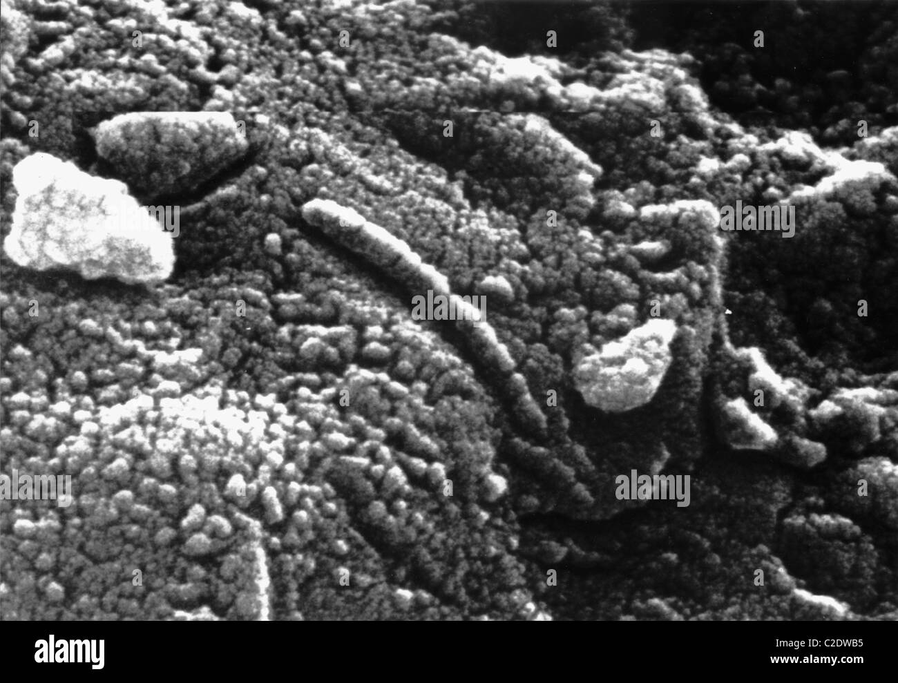 Mikrophotographie Martian Meteorit ALH84001 Stockfoto