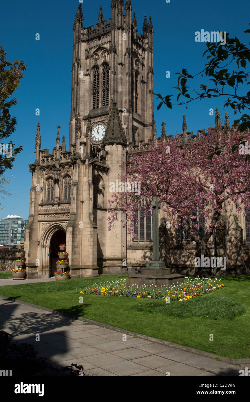 Manchester Kathedrale im Frühjahr. Stockfoto