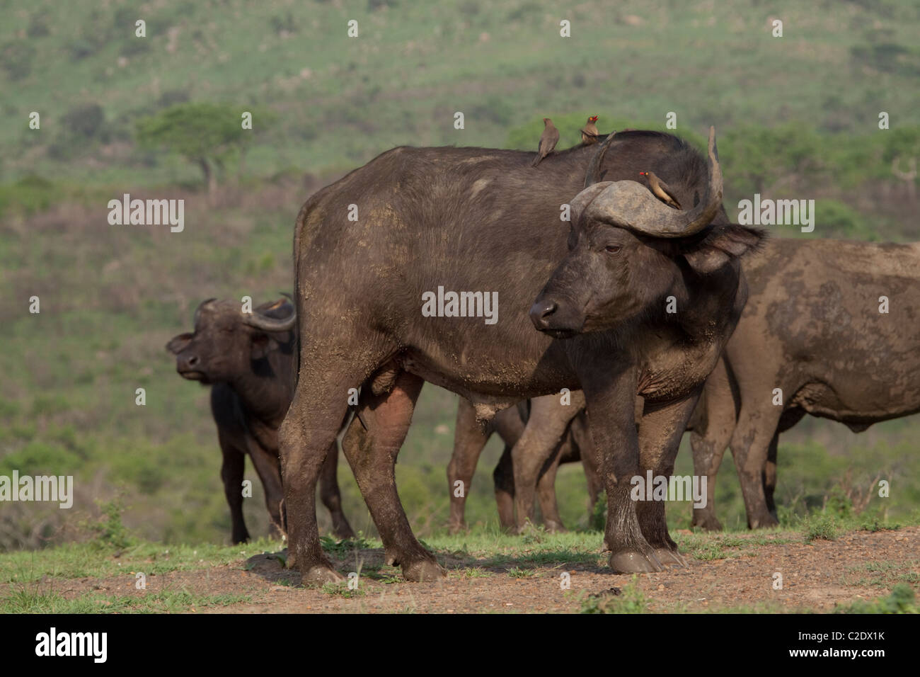 Büffel mit mehreren rot-billed Oxpeckers. Stockfoto