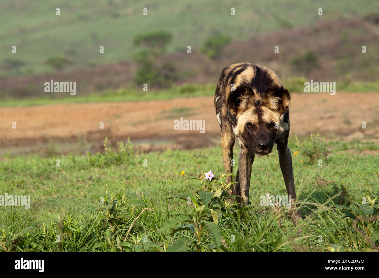 Afrikanische Wildhunde (LYKAON Pictus). Vom Aussterben bedrohte Arten. Stockfoto