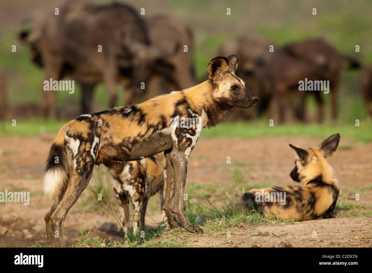 Afrikanischen wilden Hunde LYKAON pictus Stockfoto