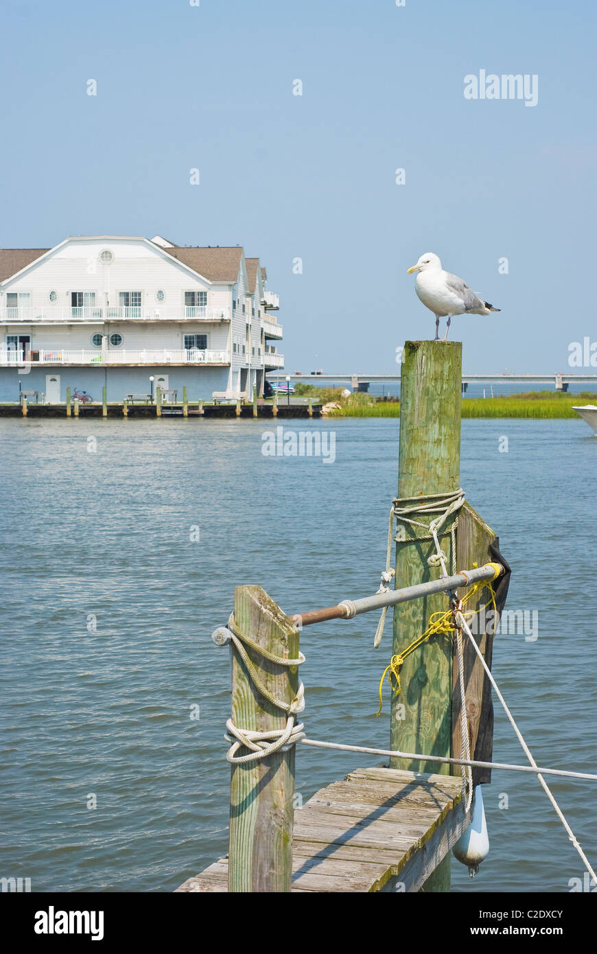 Möwe auf einer Spundwand in Virginia Stockfoto